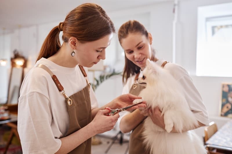 Deux toiletteurs canin femmes qui soccupent dun chien