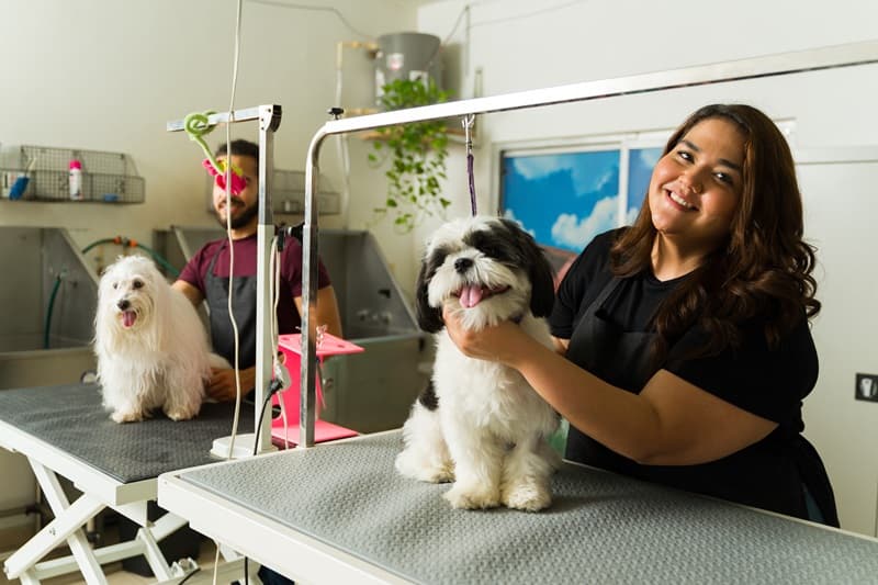 Deux toiletteurs canin qui soccupent de chiens sur la table dexamen