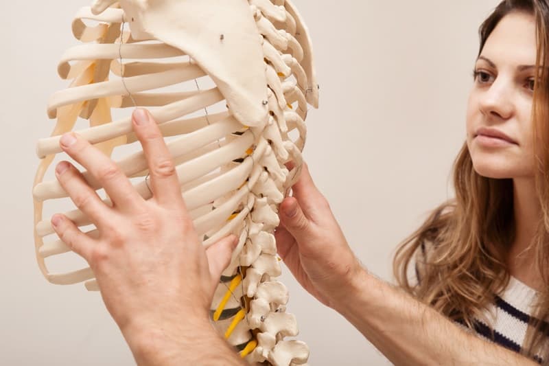 Explication du squelette par le chiropracteur