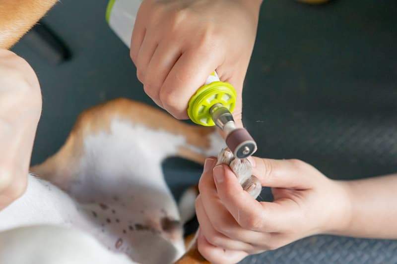 Mains dun toiletteur canin qui coupe les griffes dun chien