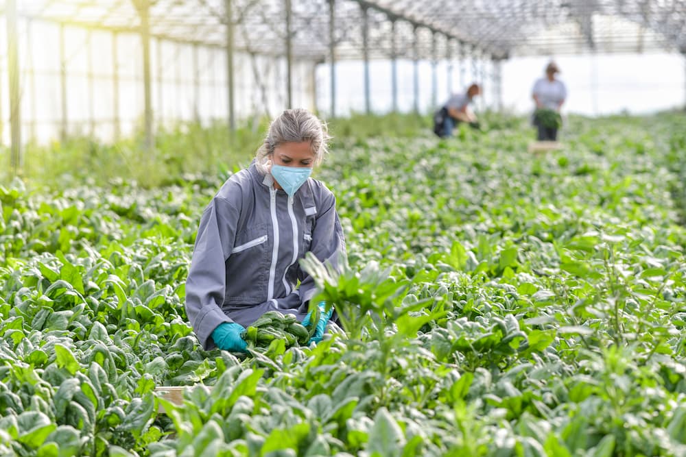 Récolte de légumes frais