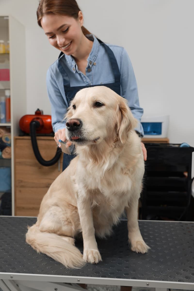 Toiletteur canin coiffe un golden retriver