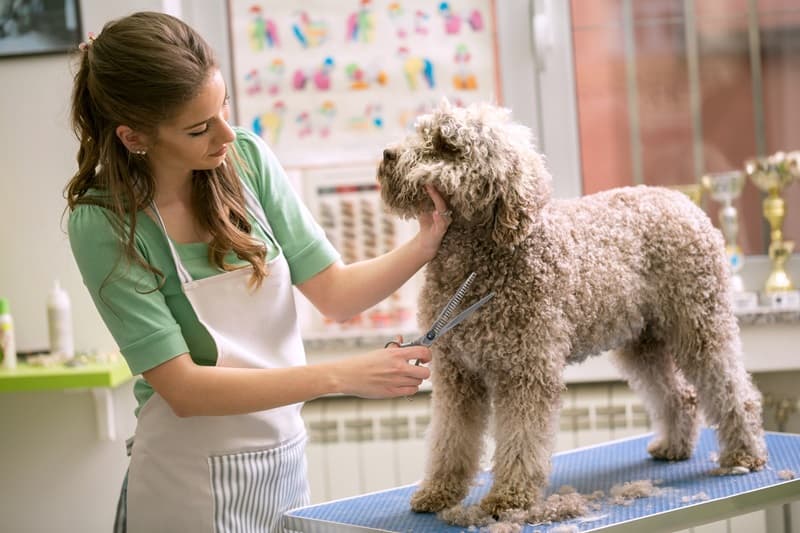 Toiletteur qui coupe les poils dun chien