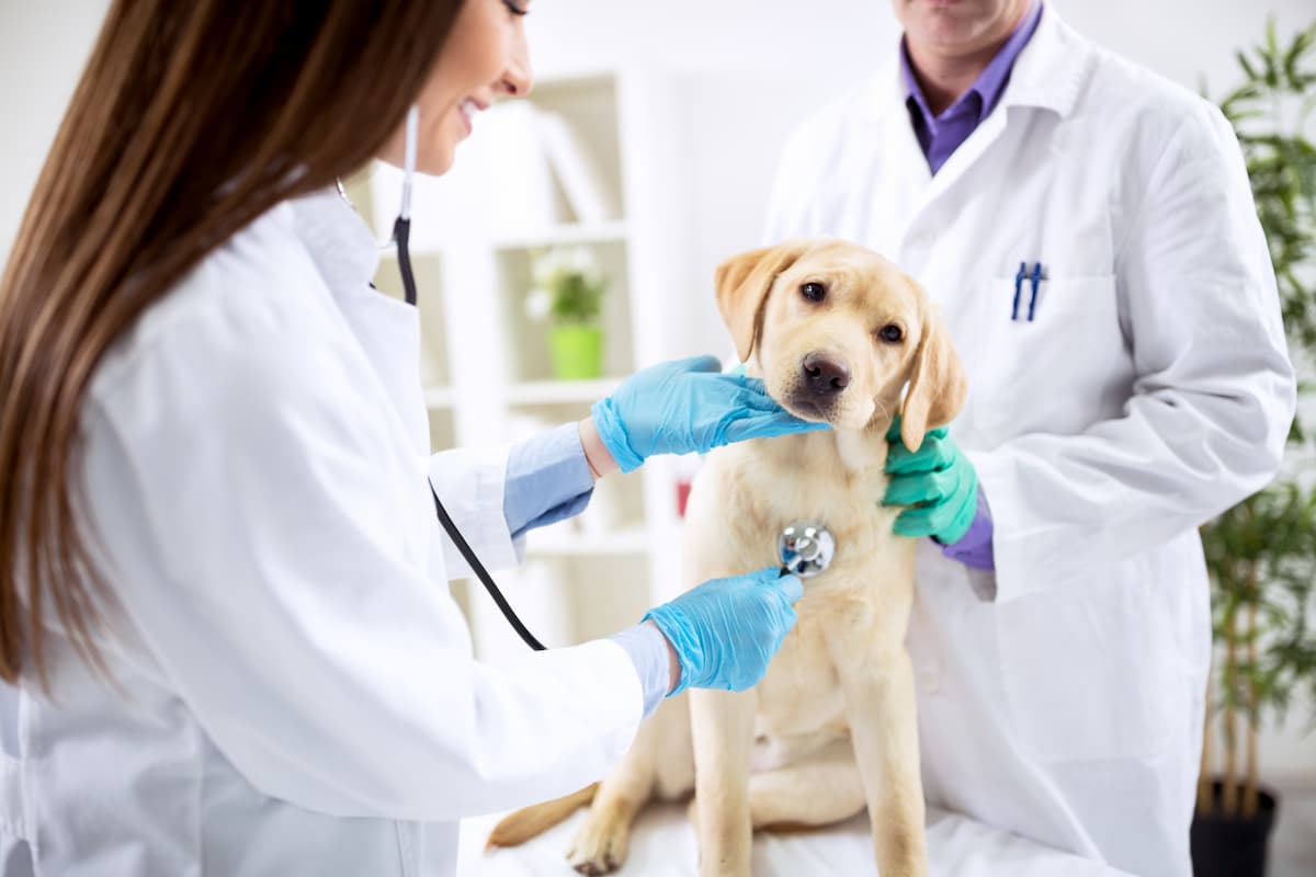 consultation veterinaire