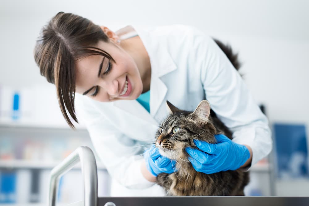 diagnostic veterinaire