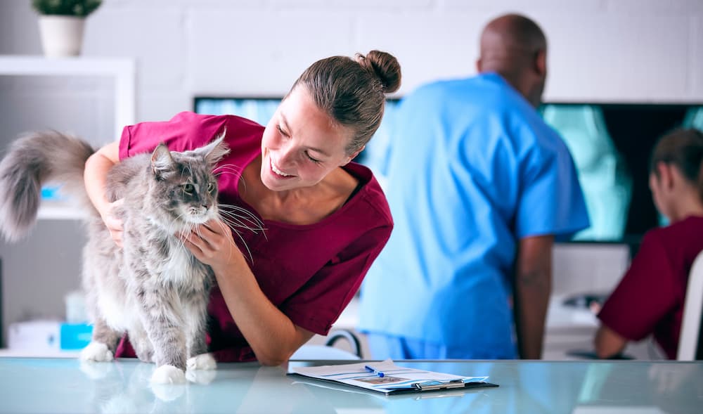 interaction veterinaire animal